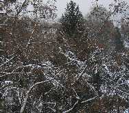 фото 6. Белым-бело <br> (Милем, под Бонном, вид из окна, декабрь 2005г.)